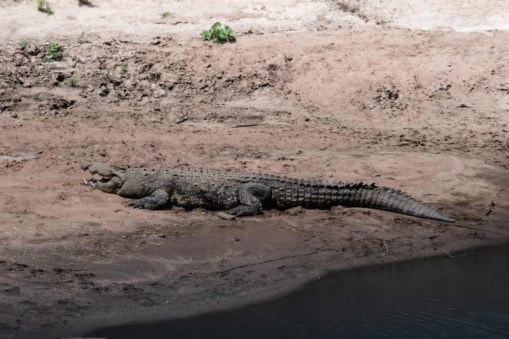 crocodile near body of water