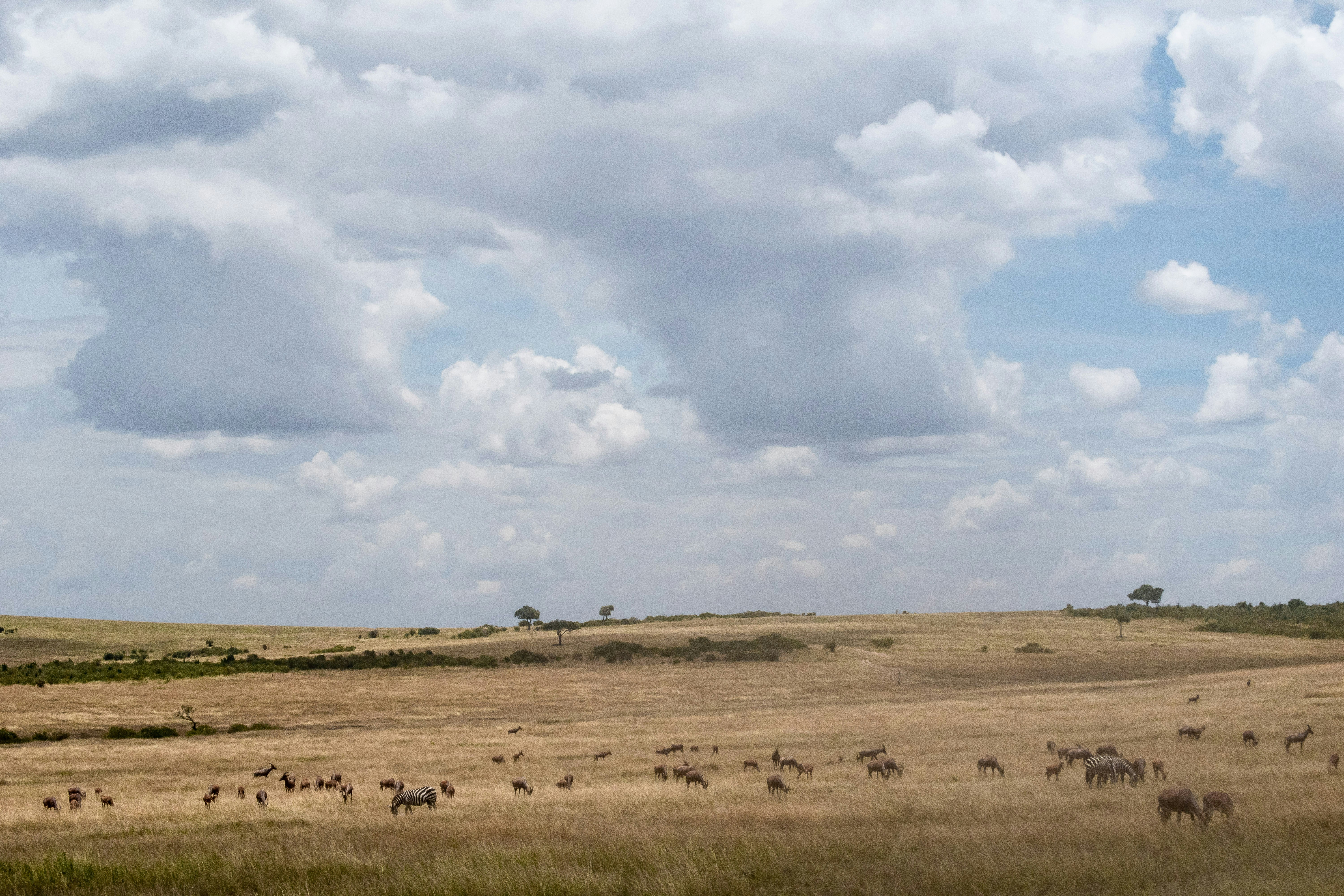 animals scattered on open field, Landscape of Maasai Mara savannah with animals during a safari in Kenya, Africa.