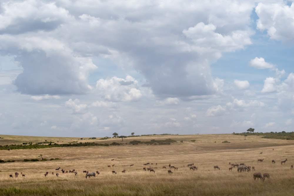 animals scattered on open field