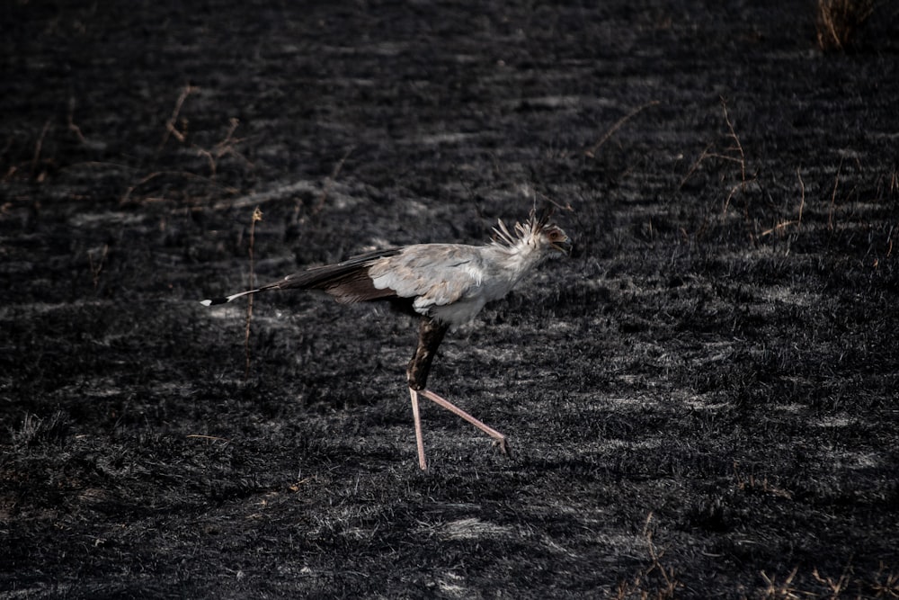 bird walking on grass