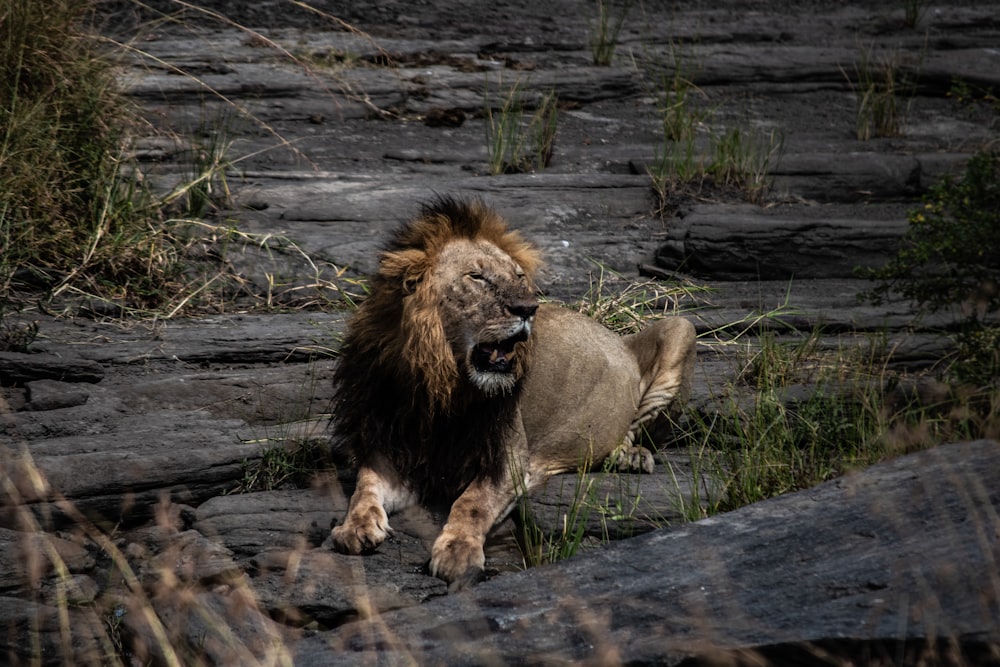 adult lion lying on rock