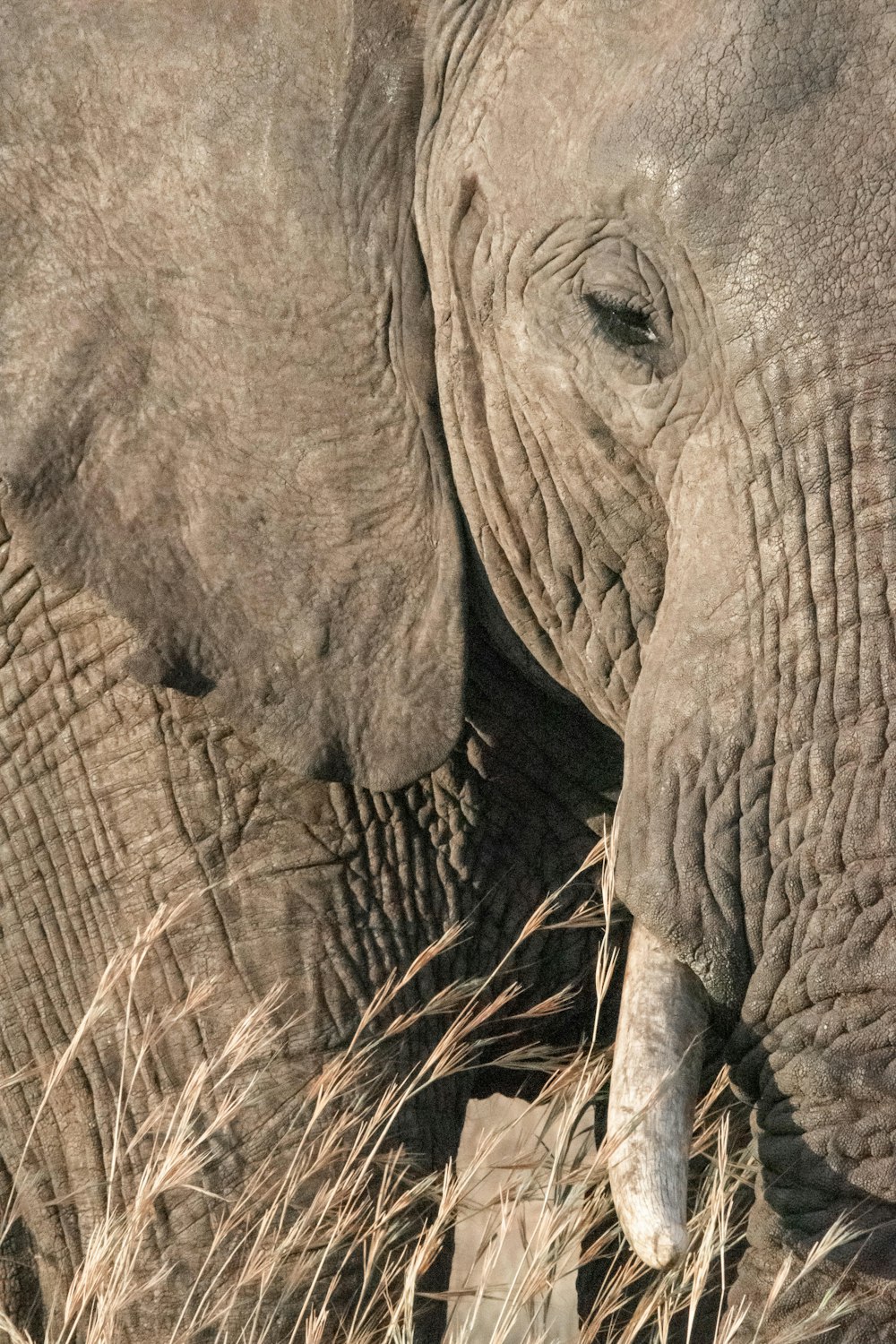close-up photography of elephant's face