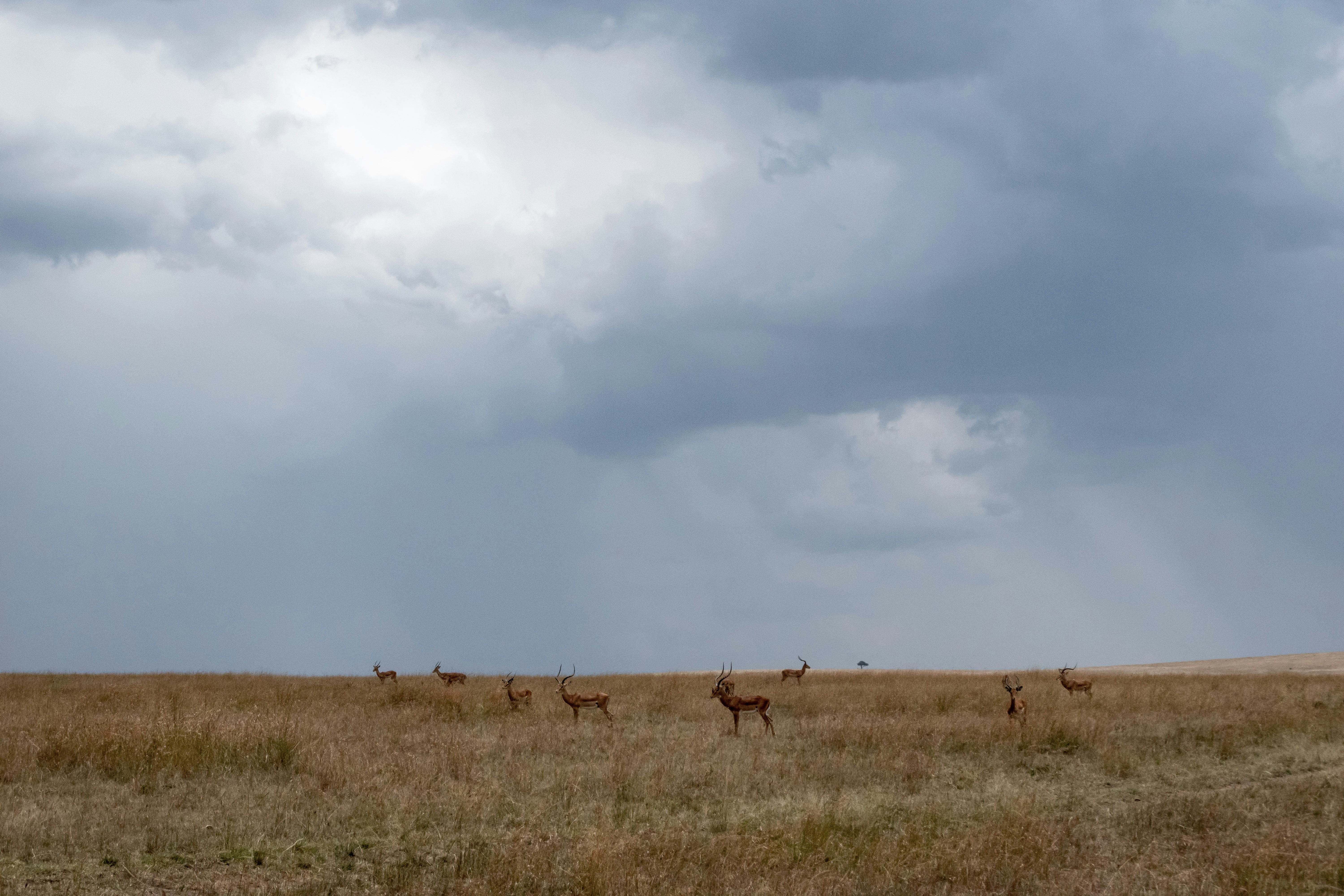 animals on grass field ], Group of antelopes in the savannah while a safari in Maasai Mara National Park in Kenya, Africa.
