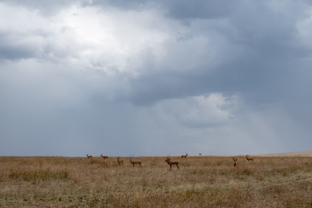 Exploring Kenya's Natural Wonders A Guide to Top Reserves After Flo… — Exploring Kenya's Natural Wonders A Guide