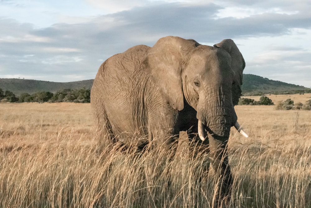 adult elephant standing in wheat field