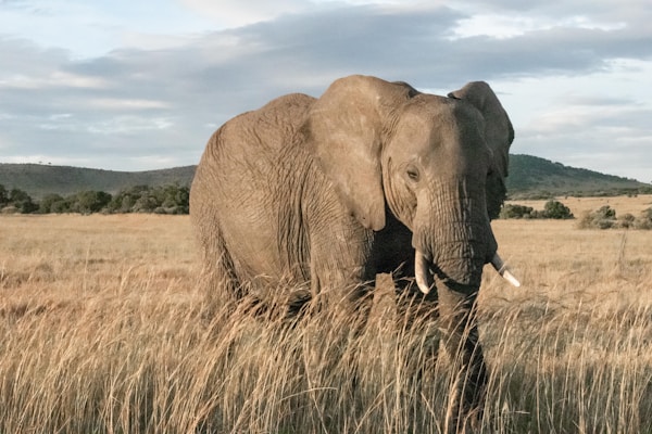 Safari in the Mara