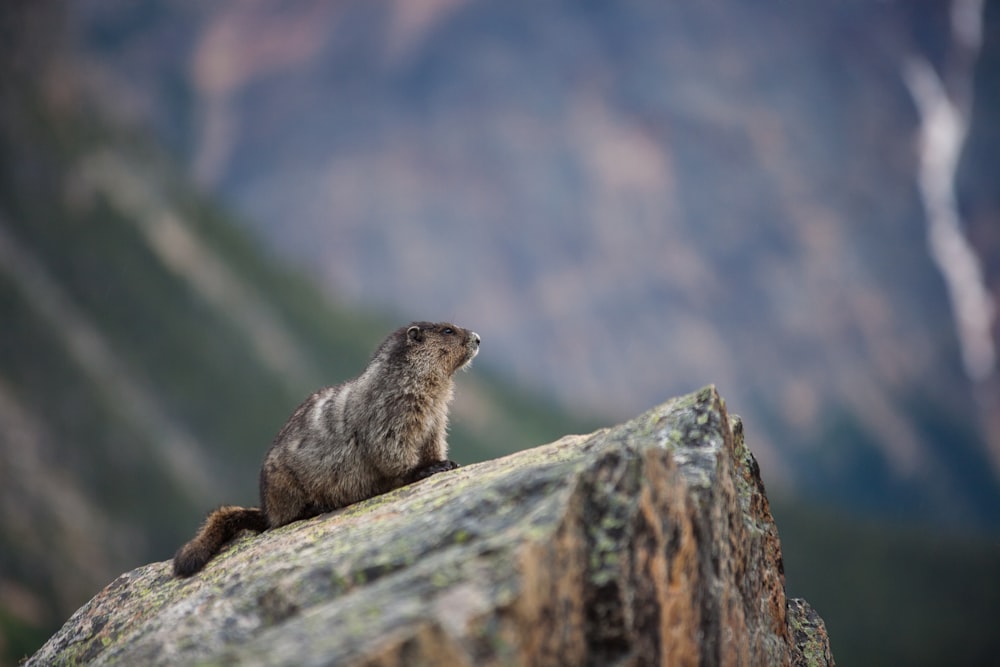 brown rodent on boulder