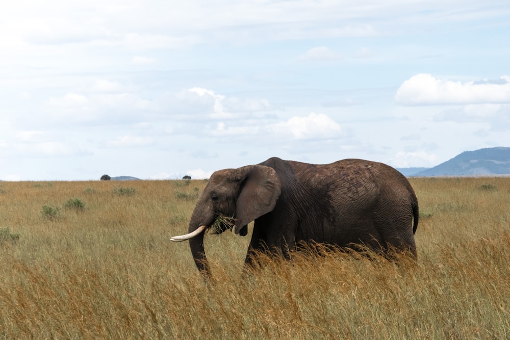 brown elephant on field