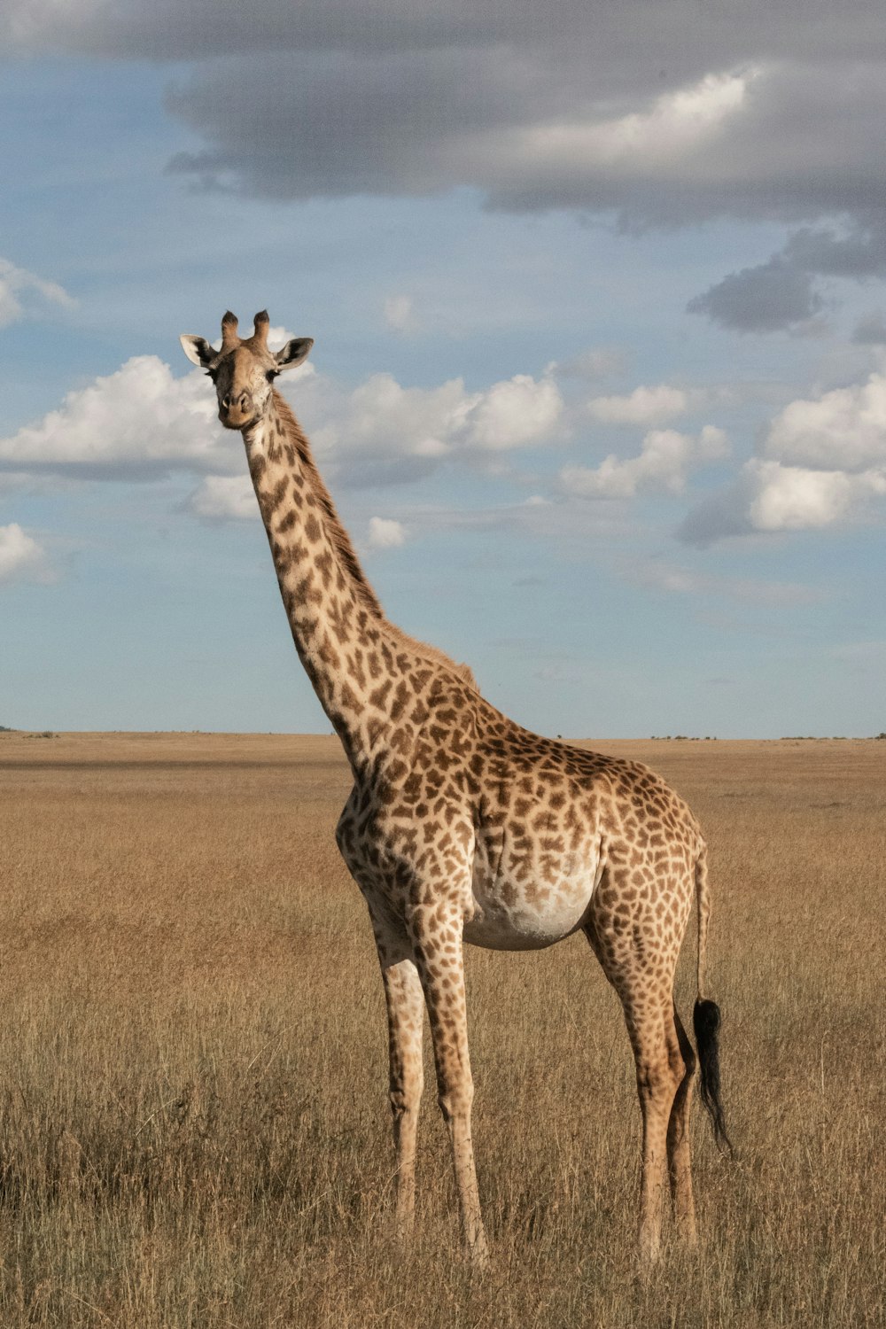 giraffe standing on grass