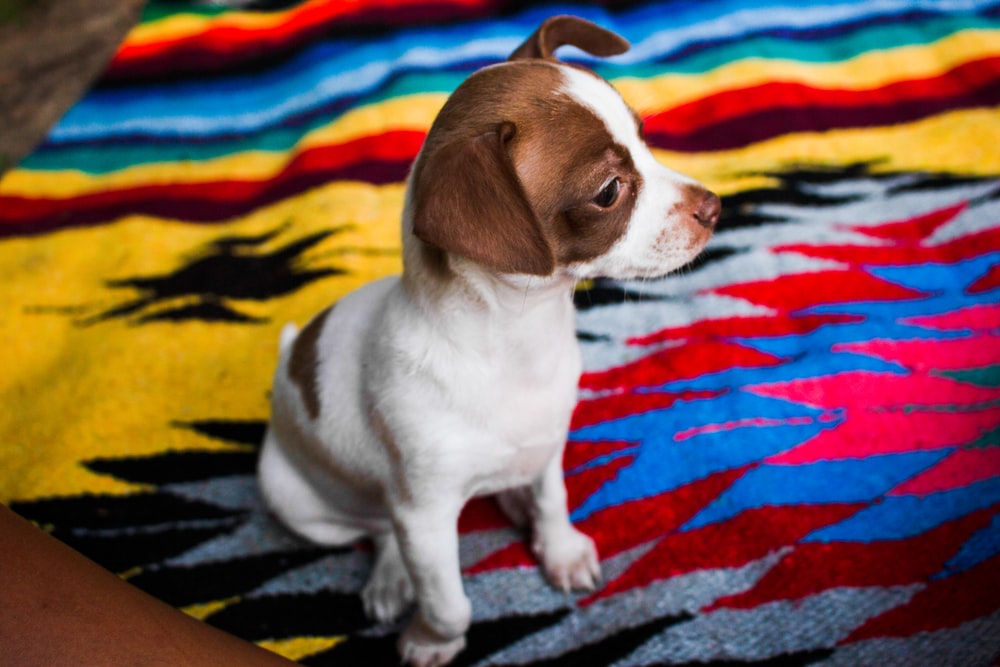 short-coat white and brown dog on multicolored textile