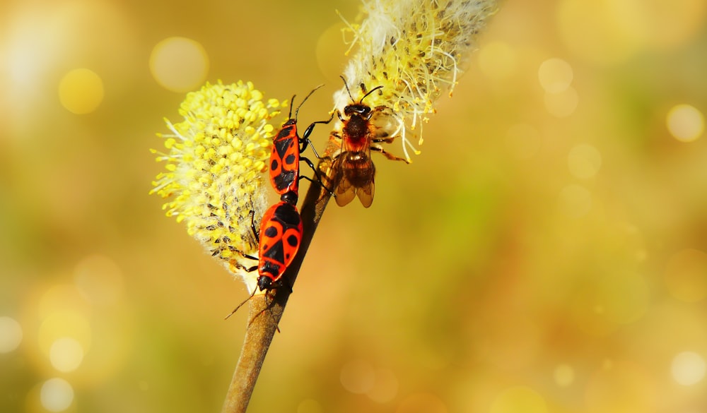 three insect on yellow flower in close-up photography