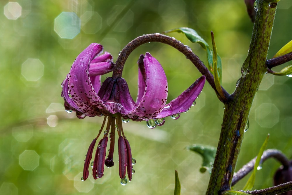 purple flower with water dews