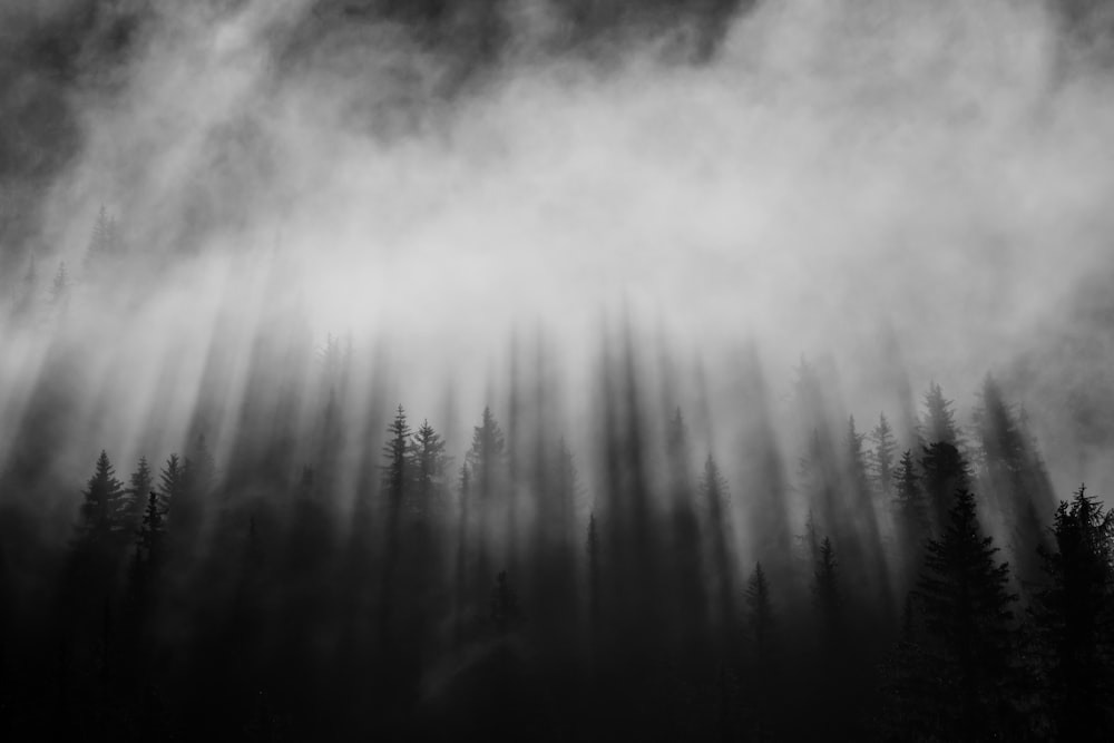 pine trees with fog