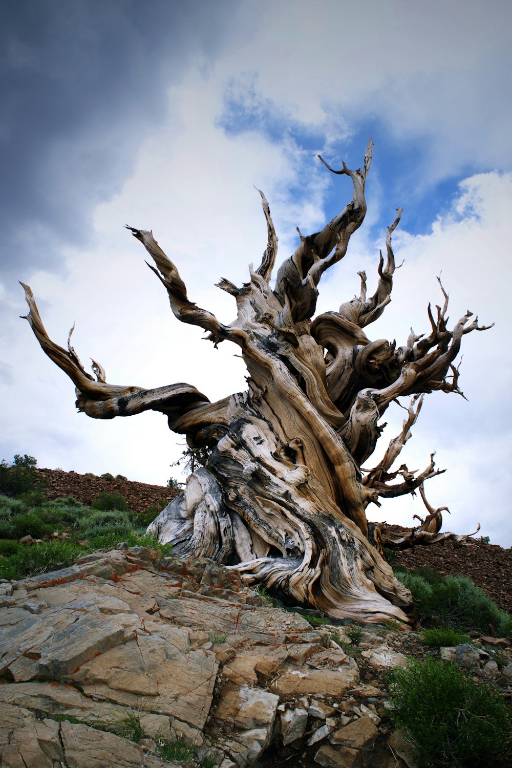 vecchio albero marrone senza foglie