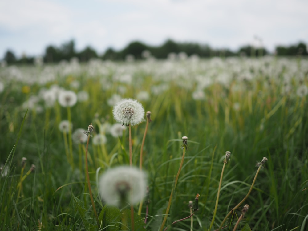 white dandelion field during daytime