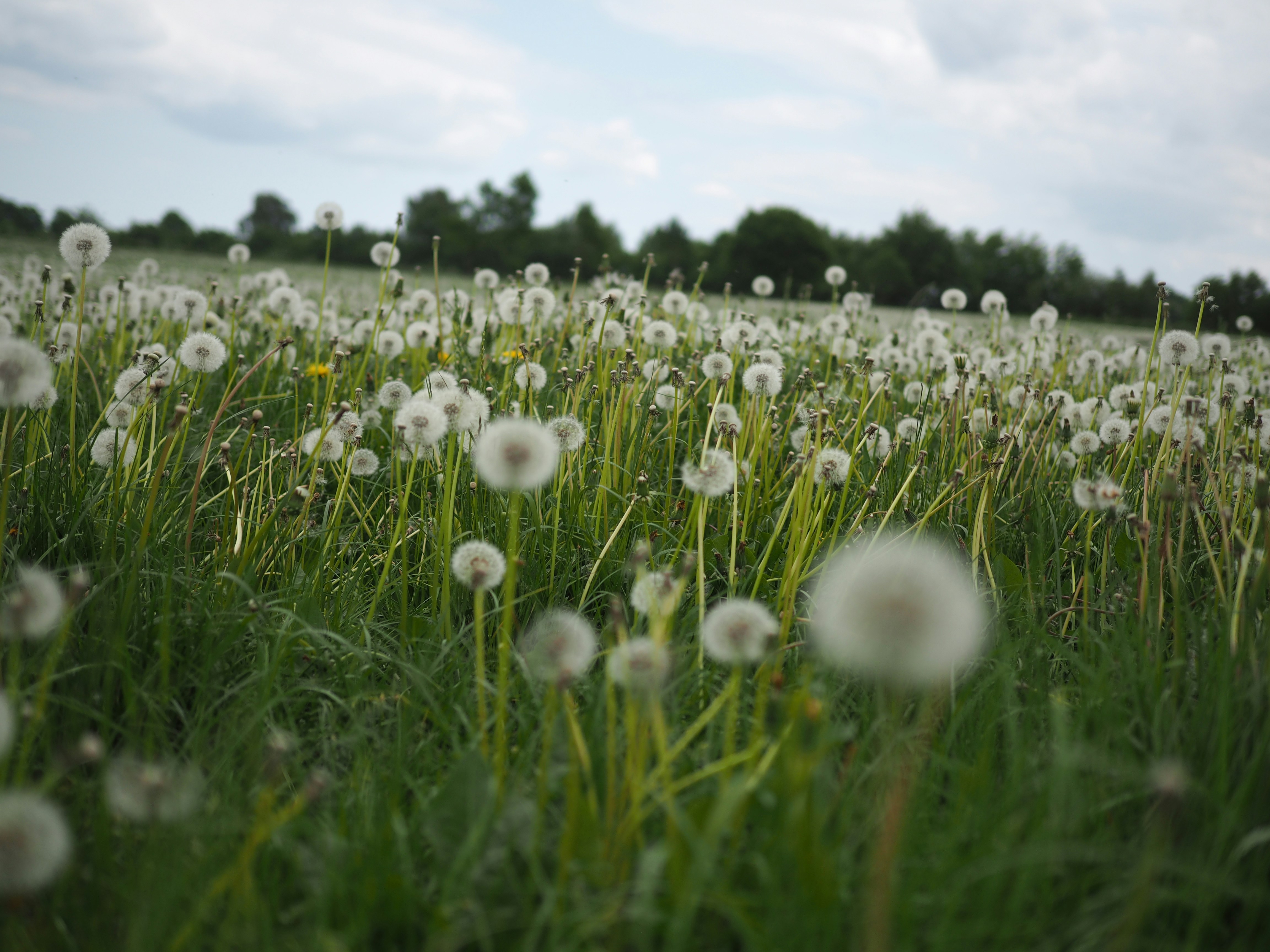 Photo by ohlrogge