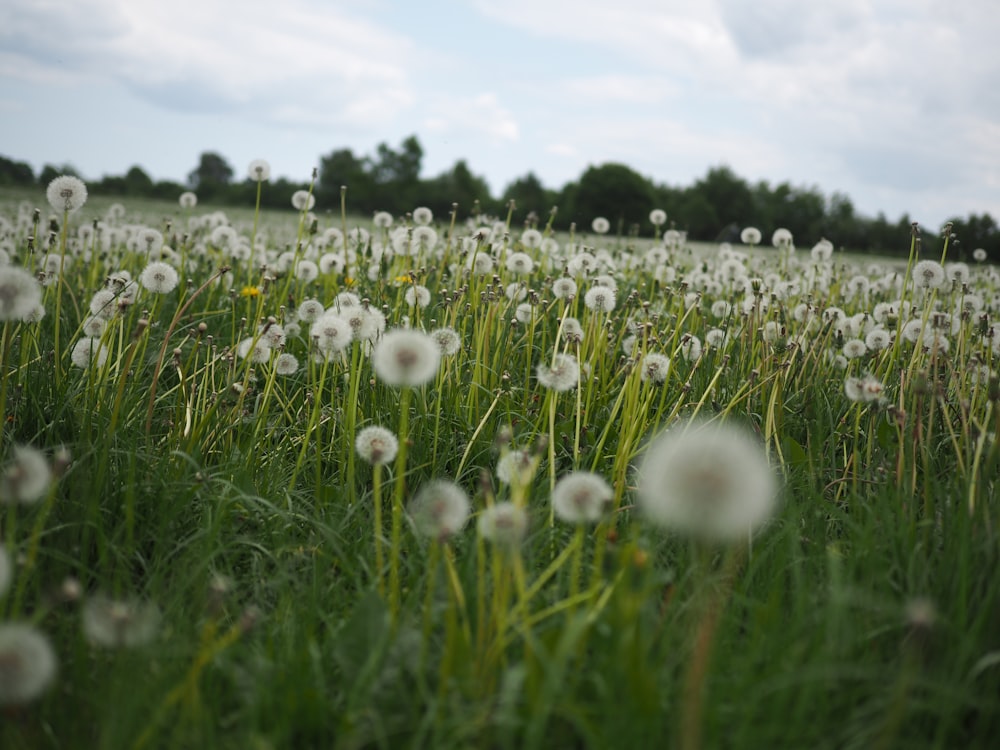 white dandelion field during daytime