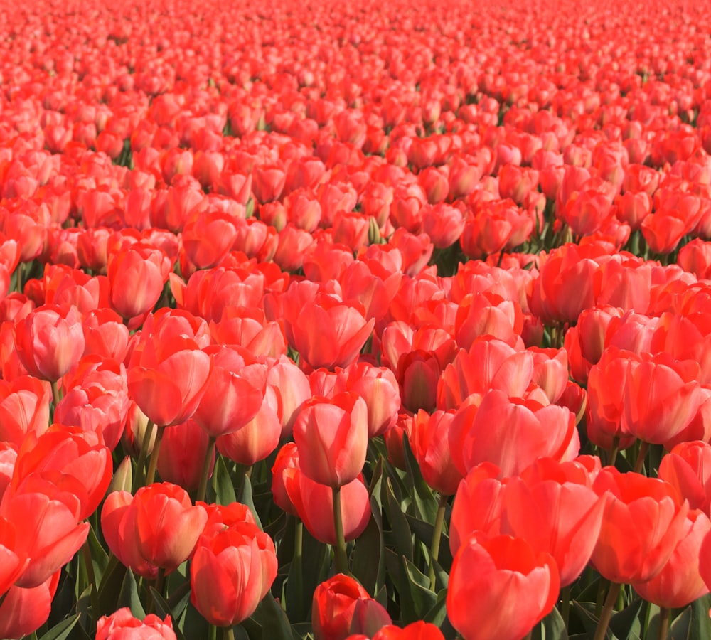 field of red tulips