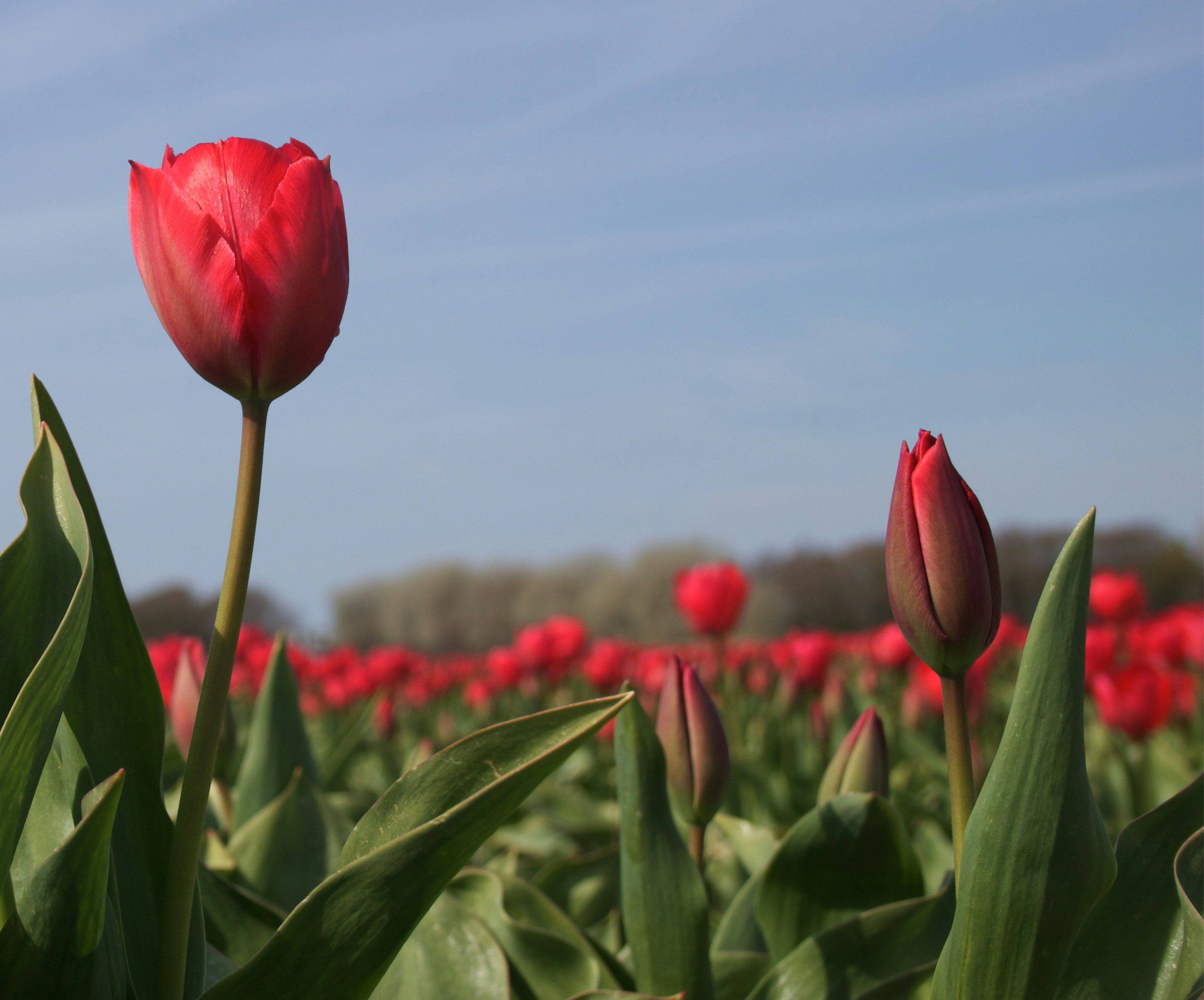 red tulips