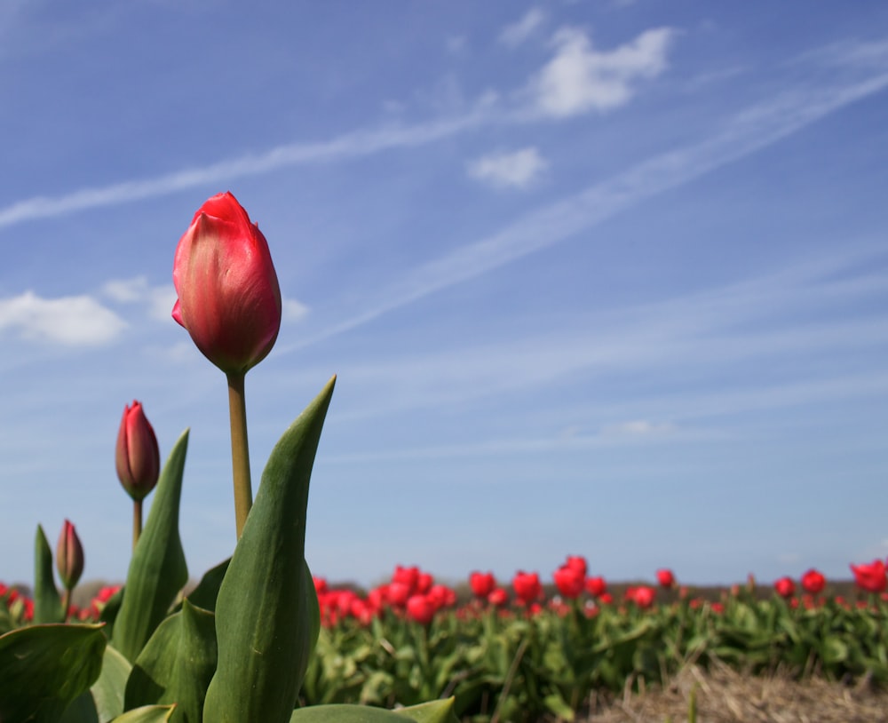 red tulips