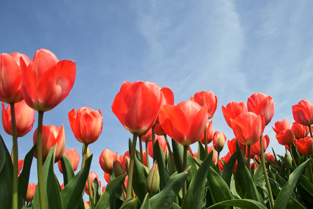 flores de tulipán rojo bajo un cielo azul tranquilo