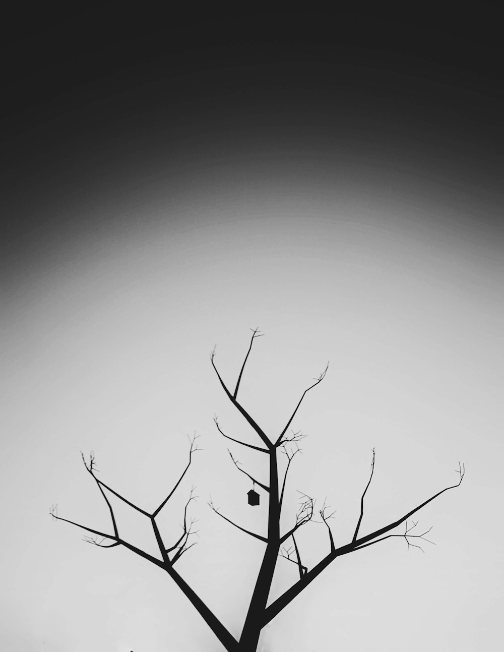 bare tree