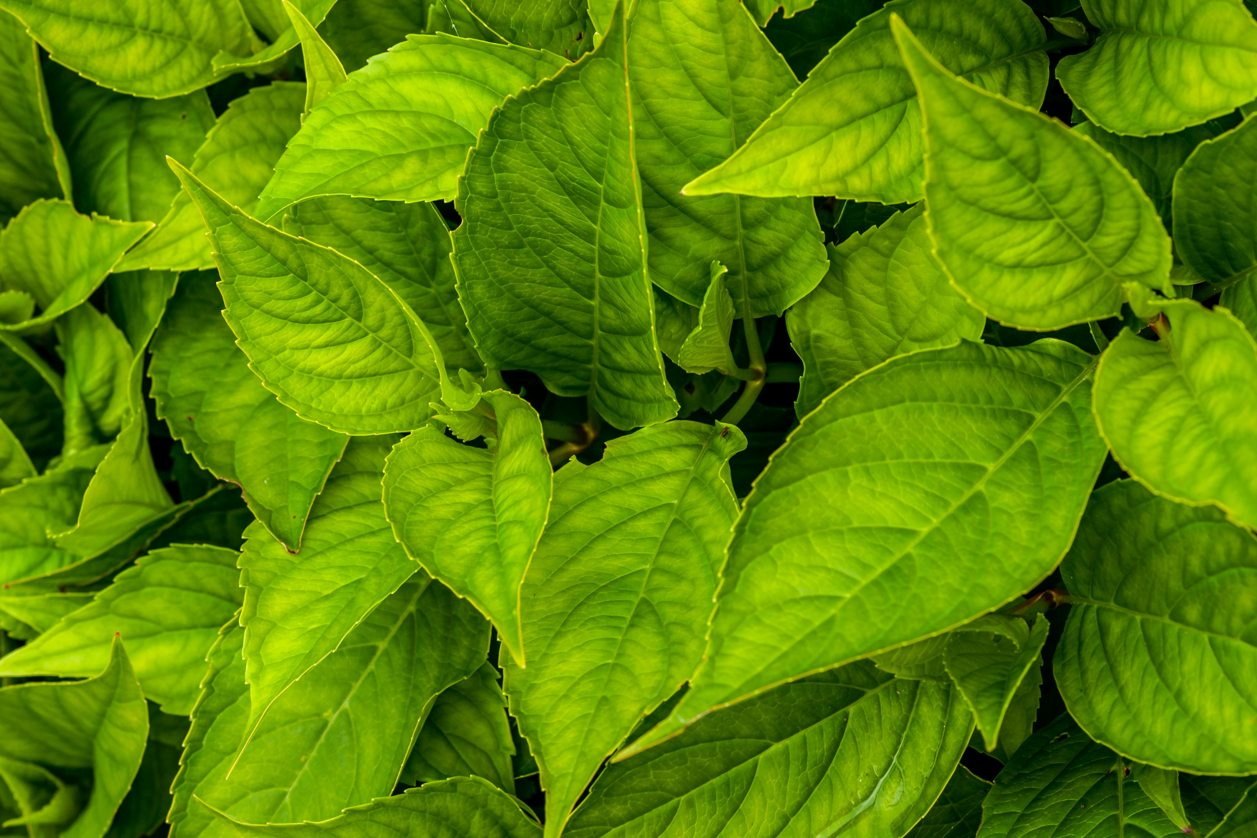 Freshly harvested tobacco leaves