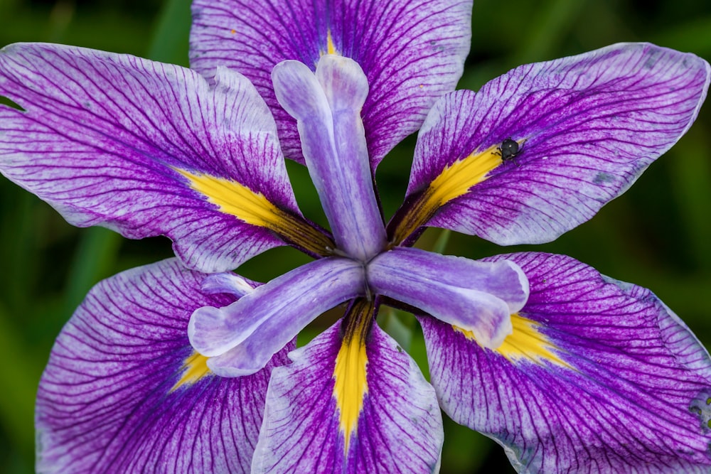 flor de orquídea púrpura floreciente