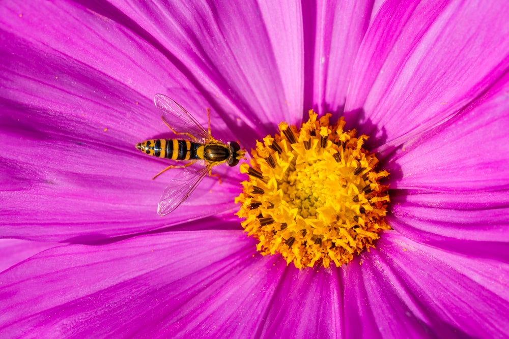 abeja en flor de pétalos amarillos y morados