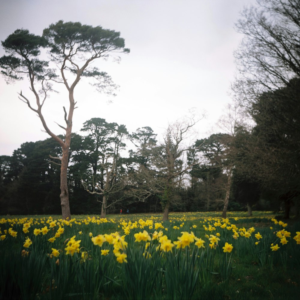 Daffodils