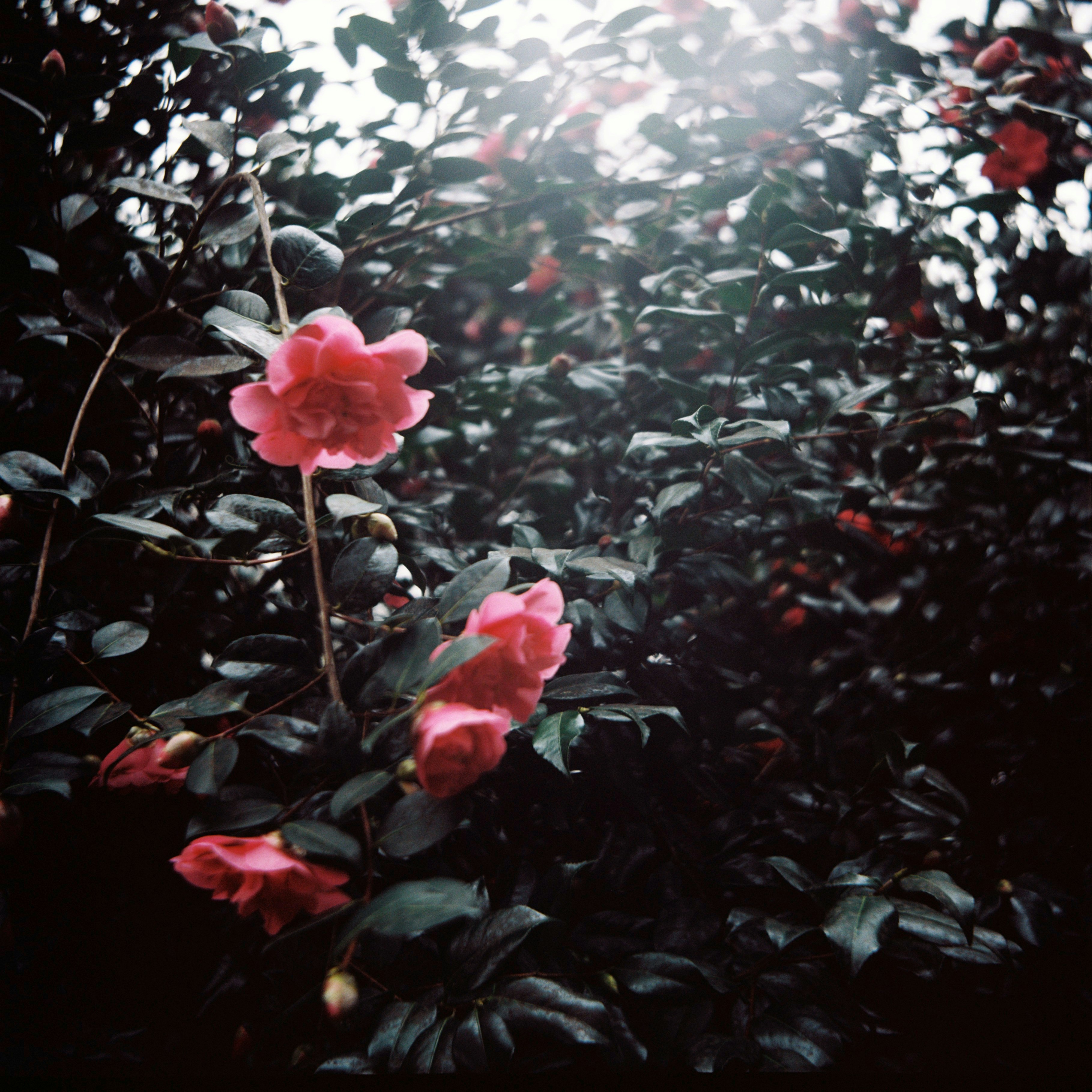 Photo by anniespratt