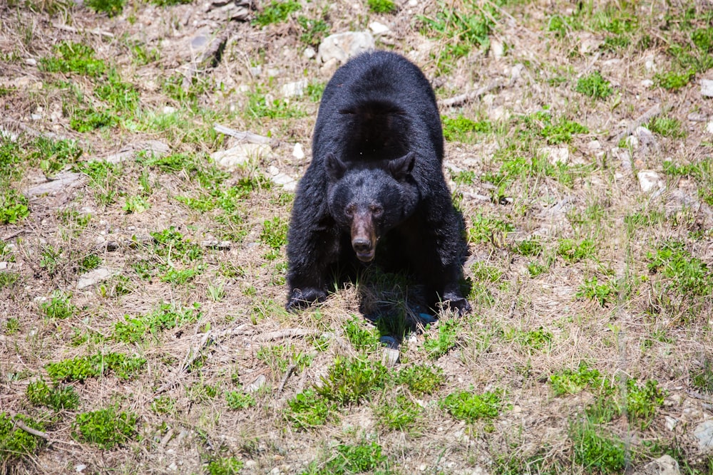 black bear on green grass field