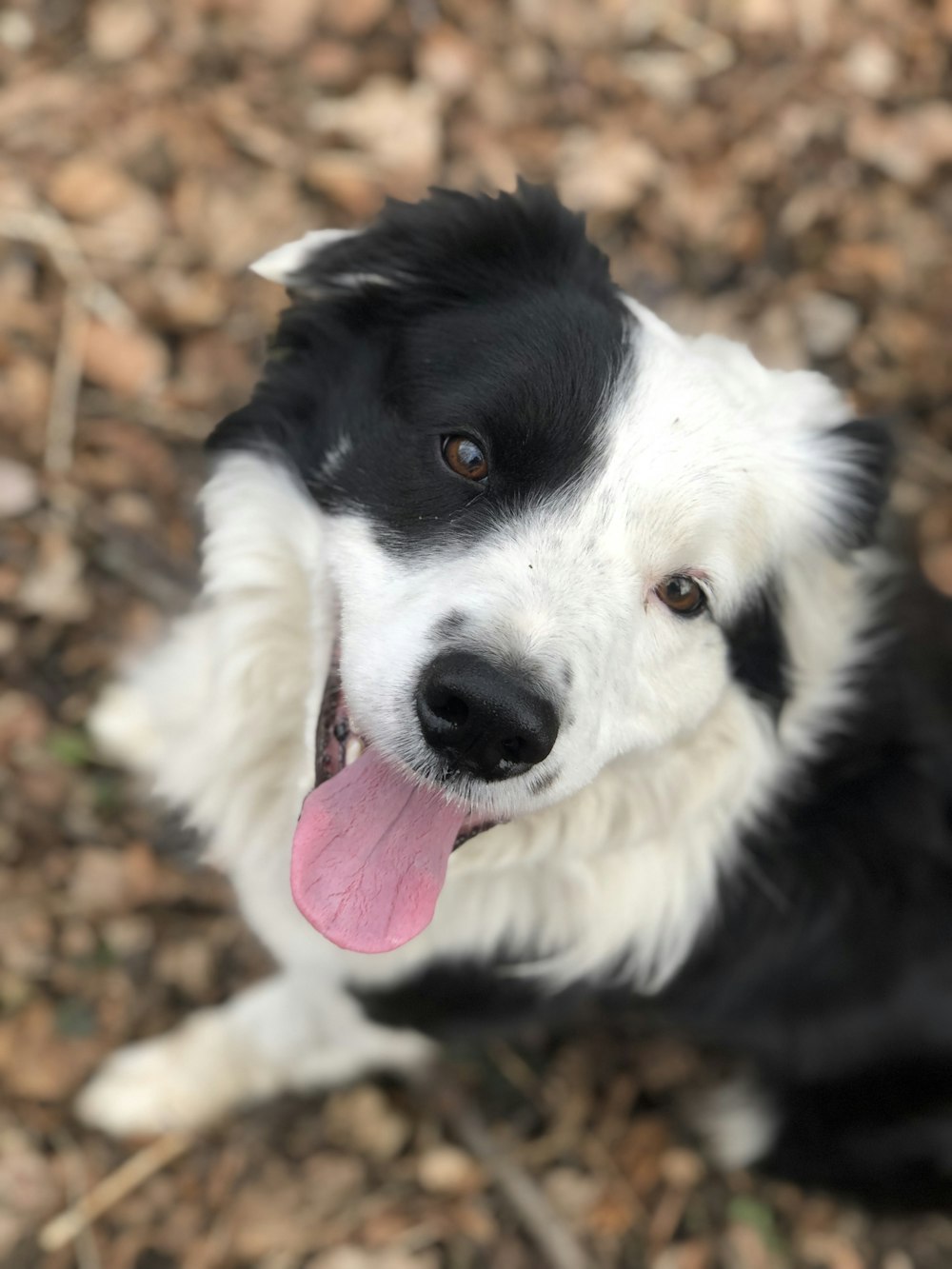 white black dog sitting on the ground with toung out