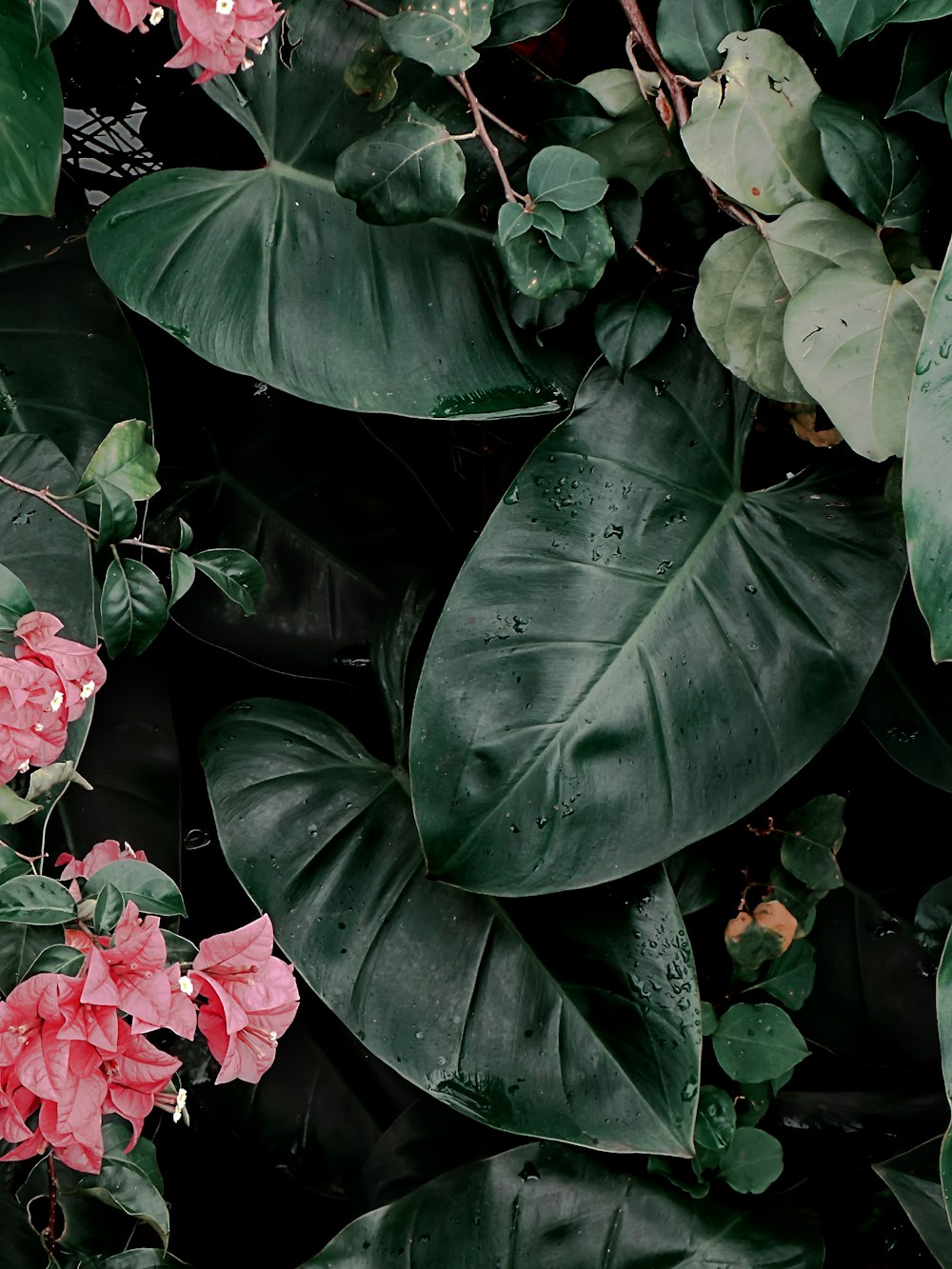 pink flowers with green leaves