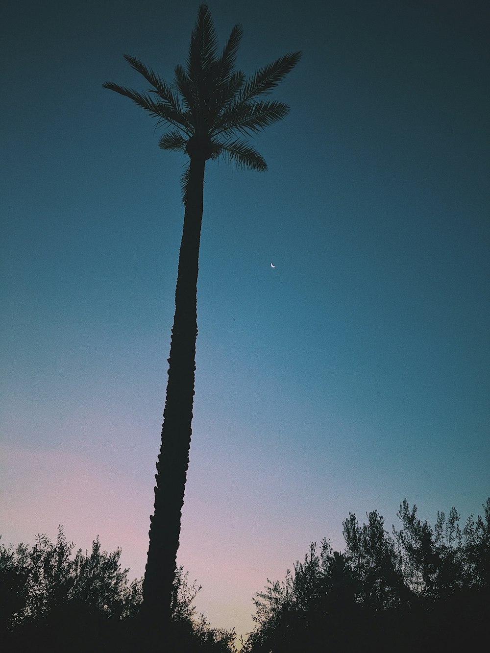 silhouette of coconut tree