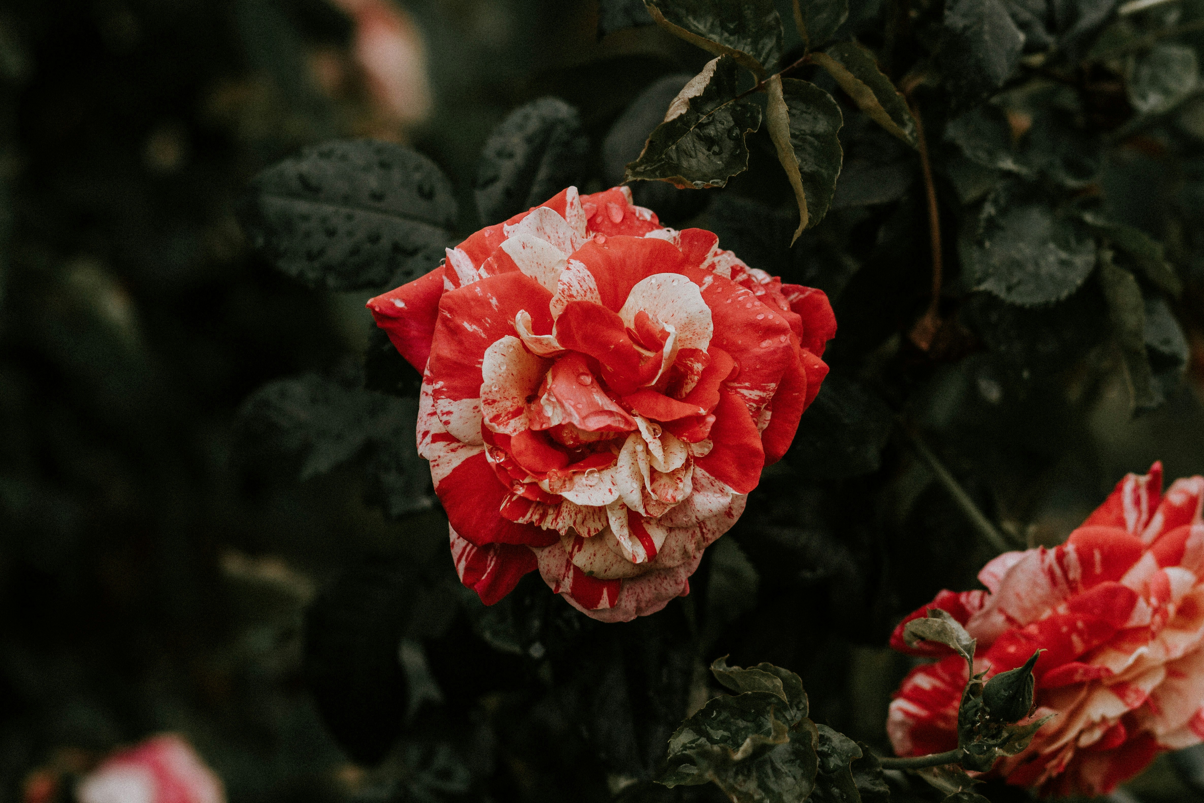 Plante de rose rouge et blanche en fleur photo – Photo Rouge Gratuite ...