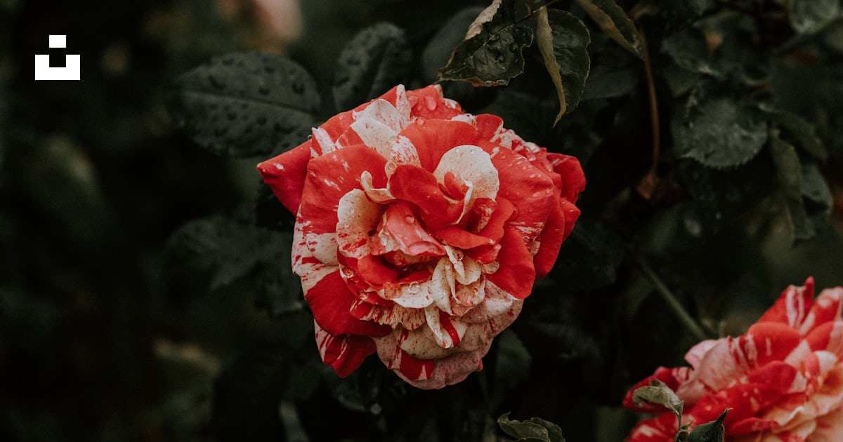 Plante de rose rouge et blanche en fleur photo – Photo Rouge Gratuite ...