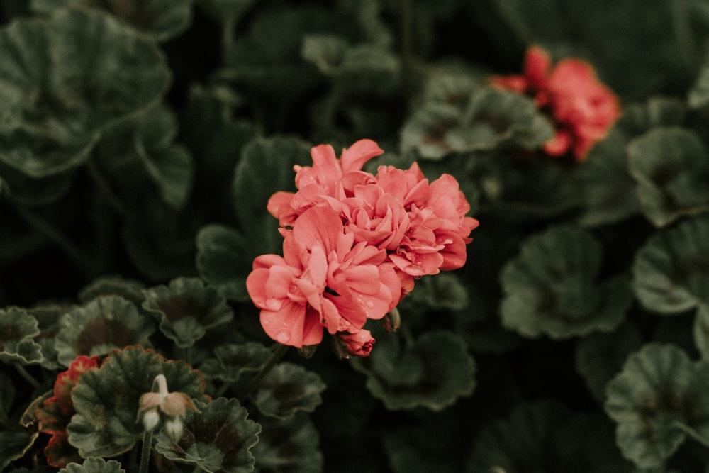 selective color of red-petaled flower