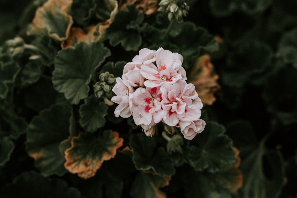 La flor de pétalos blancos florece durante el día