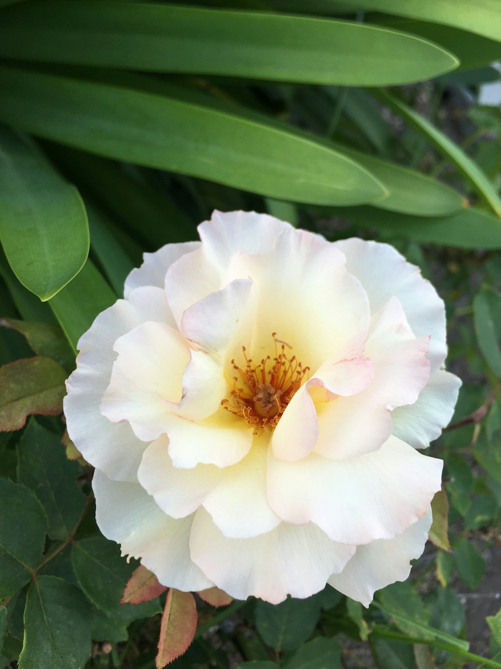 1 white petaled flower