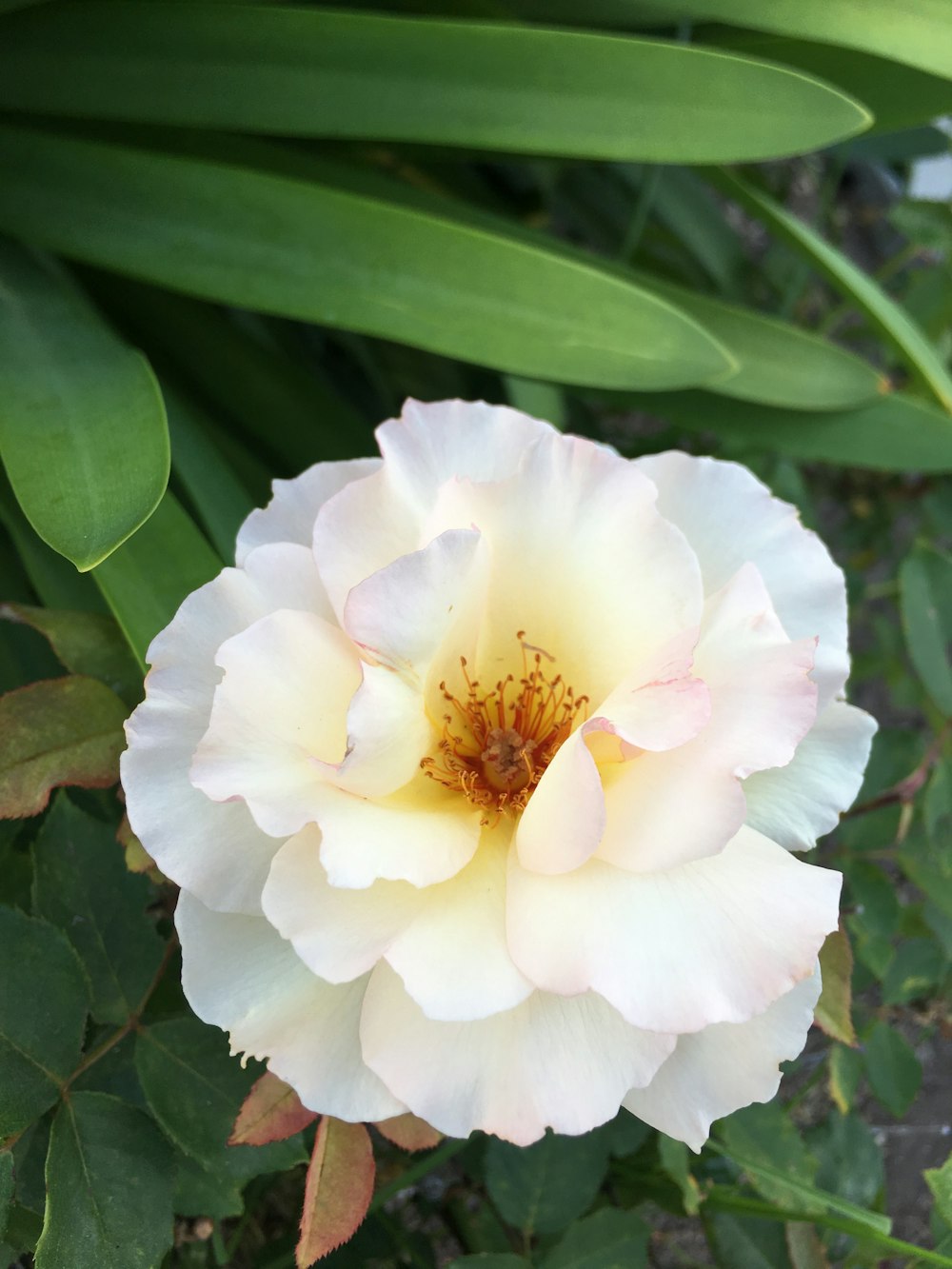 1 fleur à pétales blancs