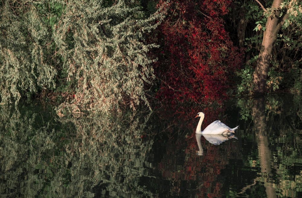 white duck on calm water surrounded by green and red leaf plants