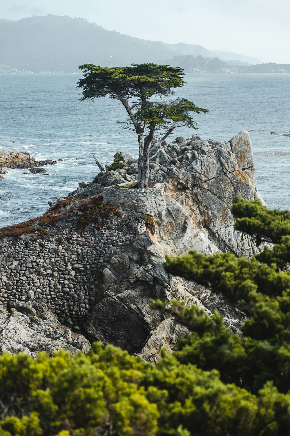 green tree on top of sea cliff during daytime