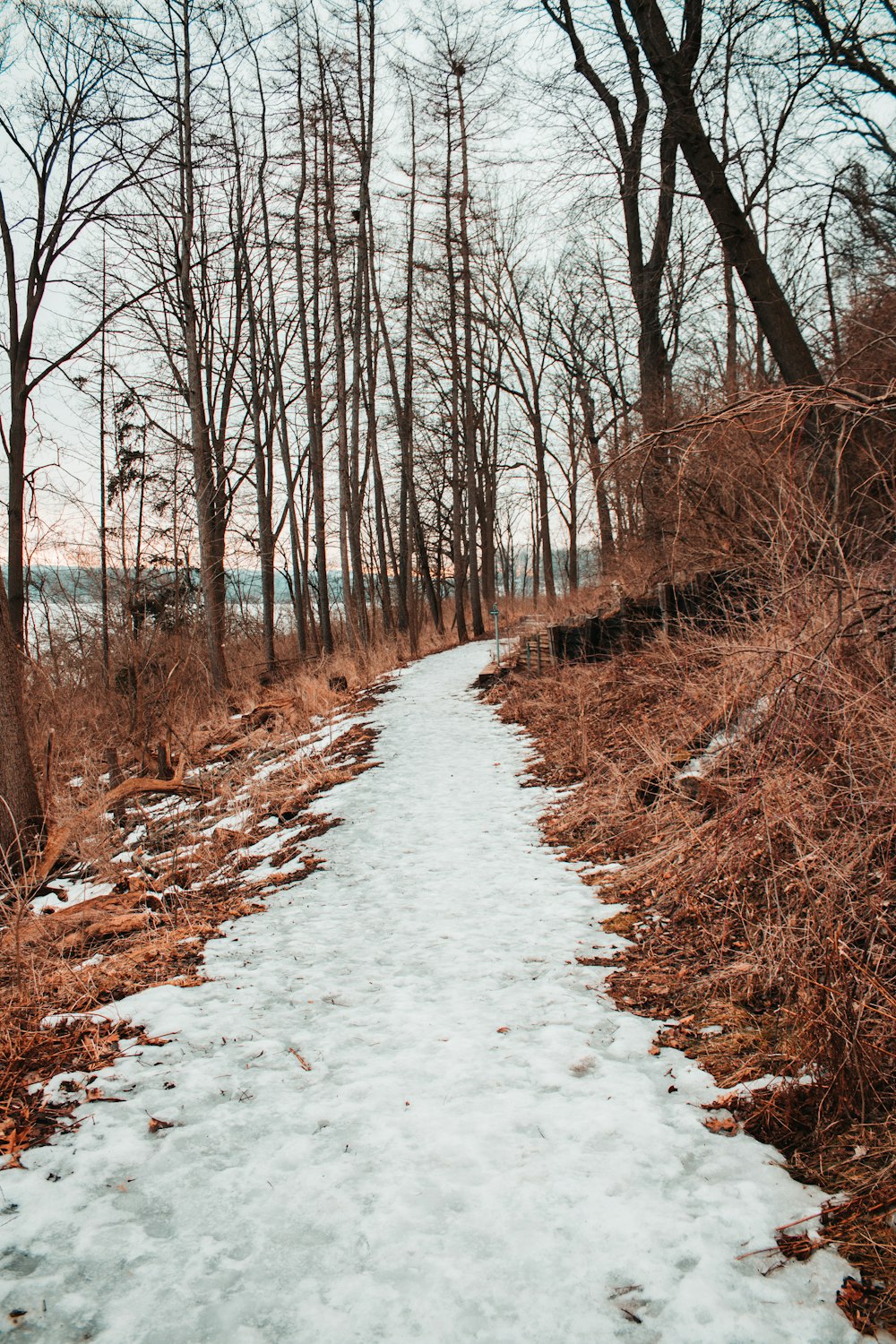 pathway covered with snow surrounded with bare trees