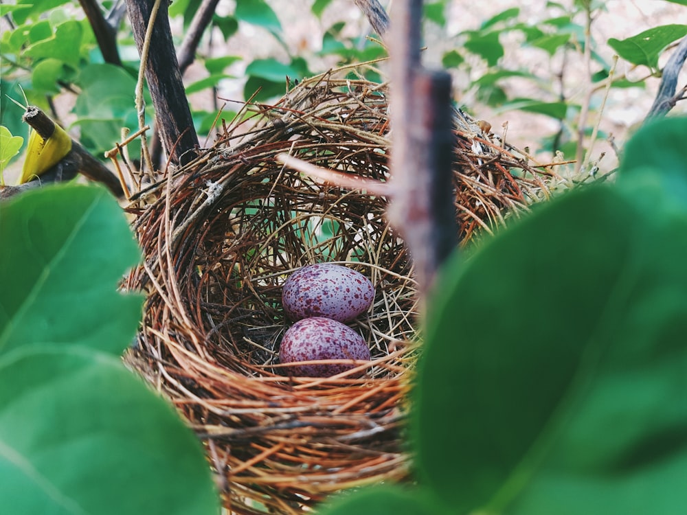 two eggs on nest