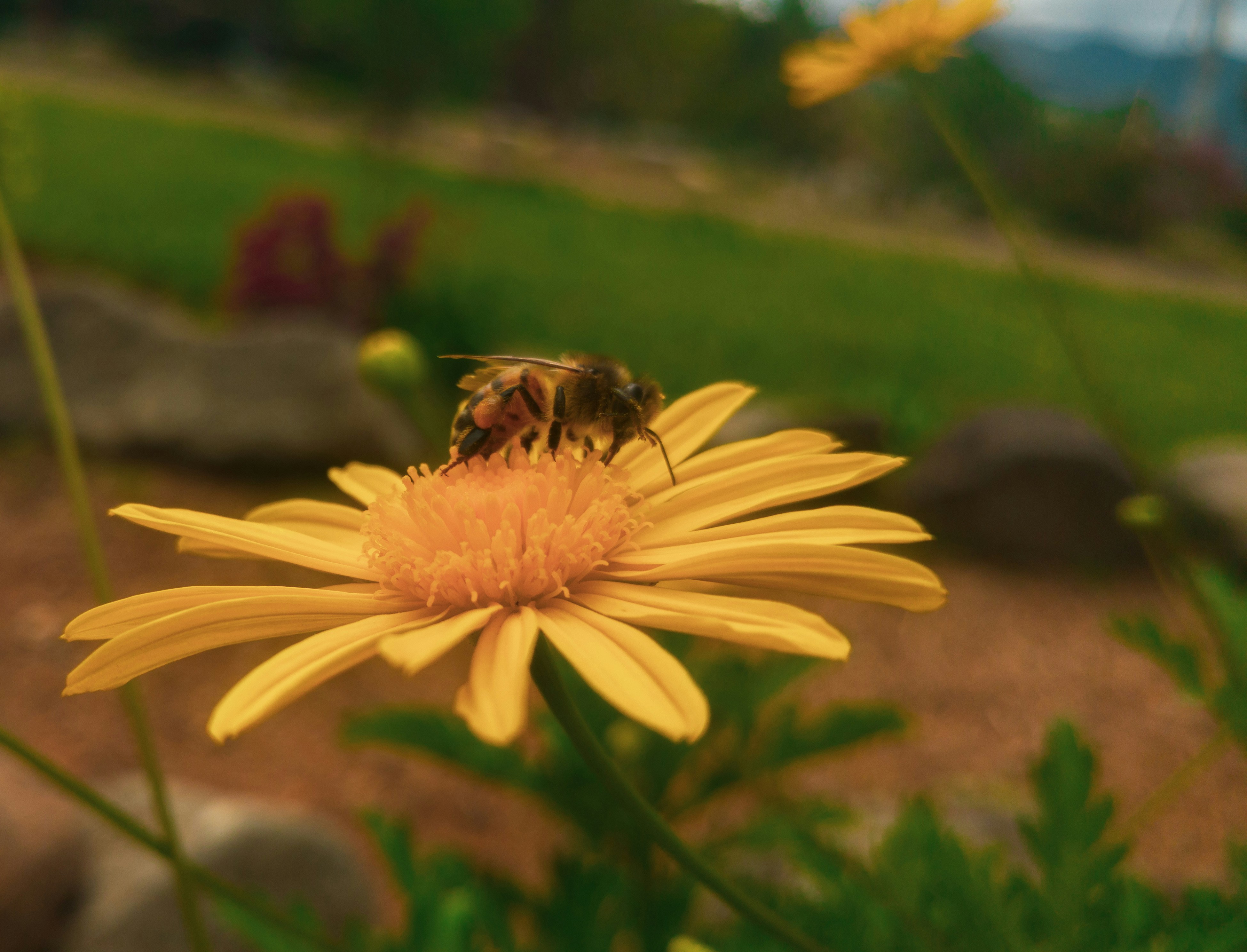 bee on yellow daisy