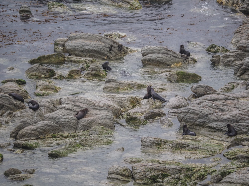 flock of birds