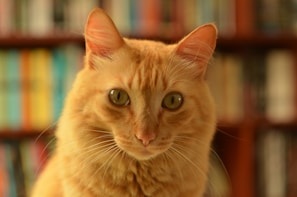 A close-up of an orange tabby cat with green eyes and a focused expression, against a blurred background of colorful bookshelves.