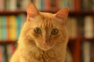 A close-up of an orange tabby cat with green eyes and a focused expression, against a blurred background of colorful bookshelves.