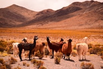 group of lama on field